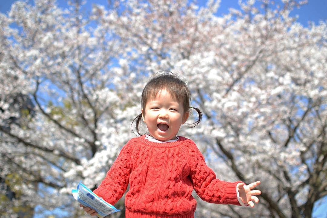 kyokkyのインスタグラム：「お散歩がてら桜を見に行きました🌸 2日連続同じ場所へ笑🌸 広島でどこら辺が桜がきれいか分からなくてここばかり。でもここも綺麗🌸 姉妹でペロッ👅ブーム🌸」