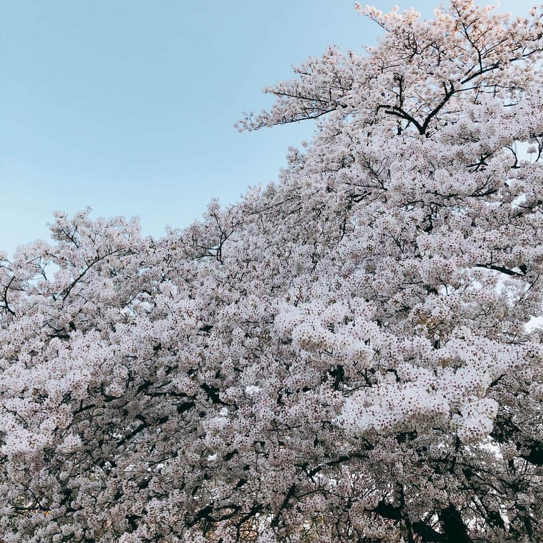 福田友理子さんのインスタグラム写真 - (福田友理子Instagram)「* * お花見へ🌸🍡✨ ソメイヨシノの他に、ヒザクラやシダレザクラなど沢山の桜が見頃でした☺️🌸 * 日本の四季は本当に美しい💐 特に春は花が溢れてとても好き * * #お花見 #春 #桜 #ソメイヨシノ #ヒザクラ #シダレザクラ #新宿御苑  #spring #sakura #cherryblossom」4月4日 23時30分 - yuriko.fu