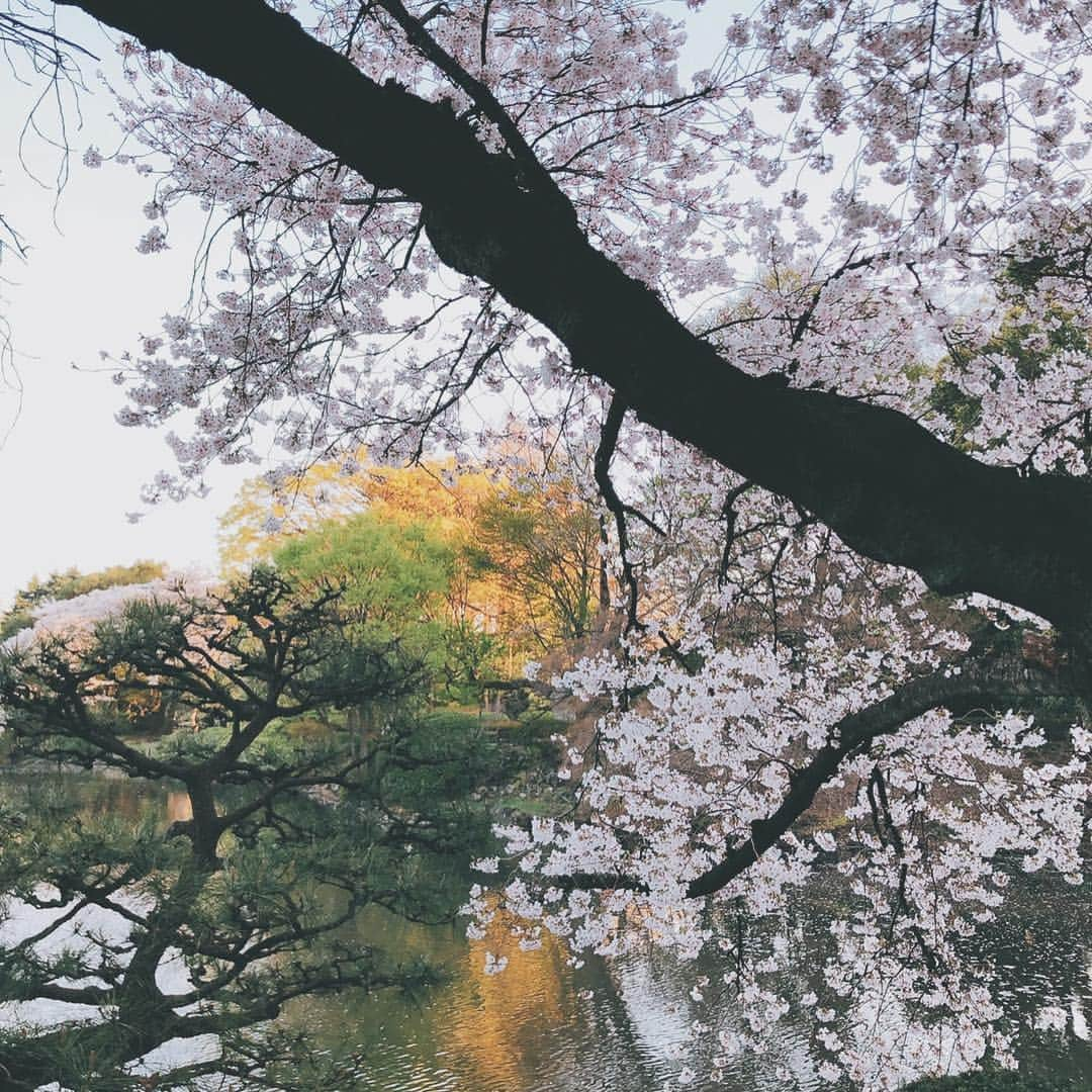 福田友理子さんのインスタグラム写真 - (福田友理子Instagram)「* * お花見へ🌸🍡✨ ソメイヨシノの他に、ヒザクラやシダレザクラなど沢山の桜が見頃でした☺️🌸 * 日本の四季は本当に美しい💐 特に春は花が溢れてとても好き * * #お花見 #春 #桜 #ソメイヨシノ #ヒザクラ #シダレザクラ #新宿御苑  #spring #sakura #cherryblossom」4月4日 23時30分 - yuriko.fu