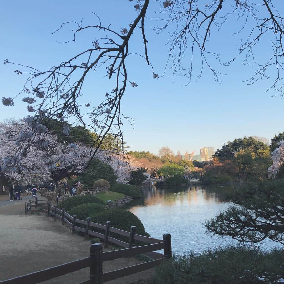 福田友理子さんのインスタグラム写真 - (福田友理子Instagram)「* * お花見へ🌸🍡✨ ソメイヨシノの他に、ヒザクラやシダレザクラなど沢山の桜が見頃でした☺️🌸 * 日本の四季は本当に美しい💐 特に春は花が溢れてとても好き * * #お花見 #春 #桜 #ソメイヨシノ #ヒザクラ #シダレザクラ #新宿御苑  #spring #sakura #cherryblossom」4月4日 23時30分 - yuriko.fu