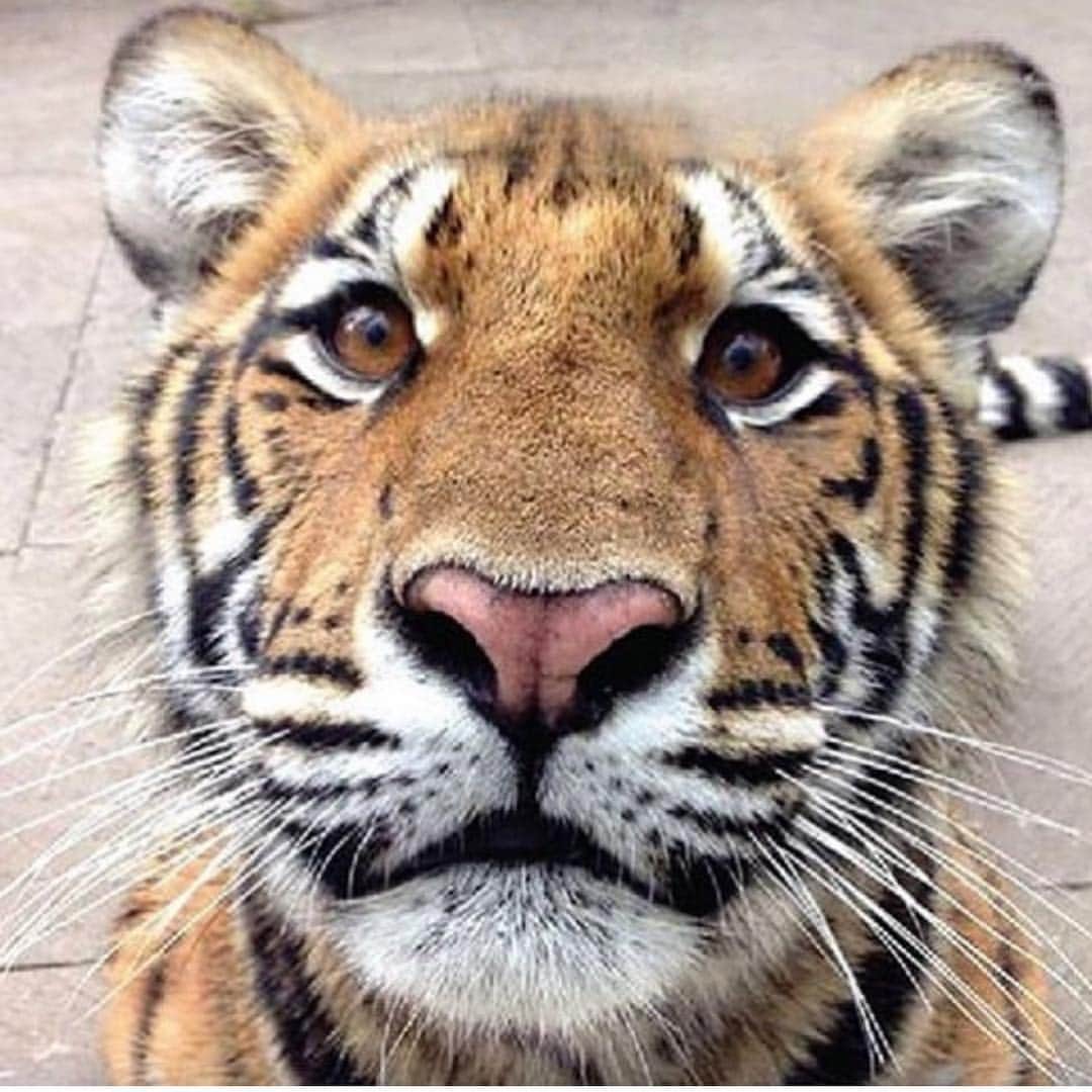 Black Jaguar-White Tiger さんのインスタグラム写真 - (Black Jaguar-White Tiger Instagram)「I told you that the little kitten on my previous post learned those eyes fro my #Tierris  #SaveTigers」4月4日 23時32分 - blackjaguarwhitetiger