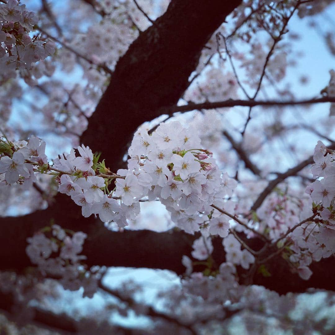 牛窪万里子さんのインスタグラム写真 - (牛窪万里子Instagram)「桜が満開🌸 川の水面にも桜が映り、美しい風景に暫し足を止めて眺めました。 #桜 #桜が満開 #sakura  #美しいもの  #美しい風景 #instajapan」4月4日 23時37分 - mariko_ushikubo