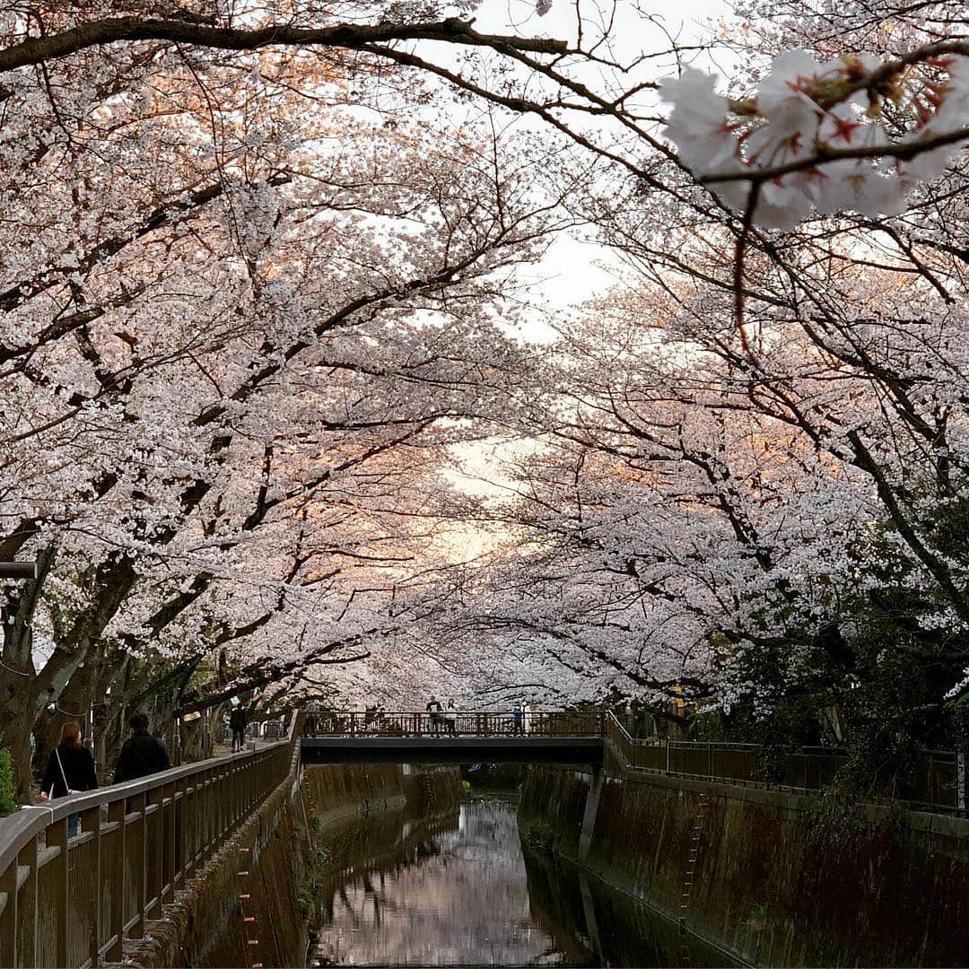 牛窪万里子さんのインスタグラム写真 - (牛窪万里子Instagram)「桜が満開🌸 川の水面にも桜が映り、美しい風景に暫し足を止めて眺めました。 #桜 #桜が満開 #sakura  #美しいもの  #美しい風景 #instajapan」4月4日 23時37分 - mariko_ushikubo