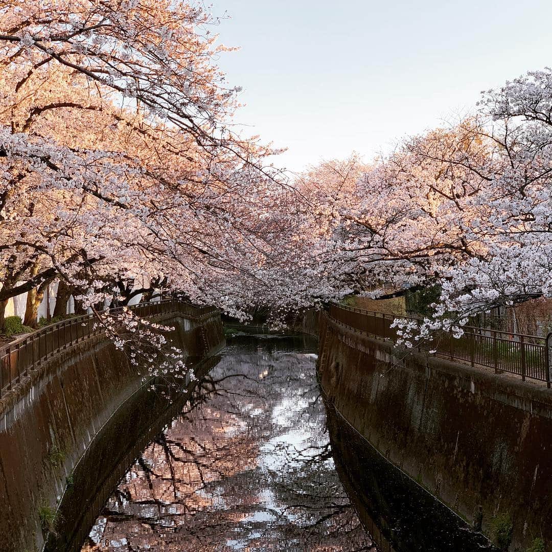 牛窪万里子さんのインスタグラム写真 - (牛窪万里子Instagram)「桜が満開🌸 川の水面にも桜が映り、美しい風景に暫し足を止めて眺めました。 #桜 #桜が満開 #sakura  #美しいもの  #美しい風景 #instajapan」4月4日 23時37分 - mariko_ushikubo