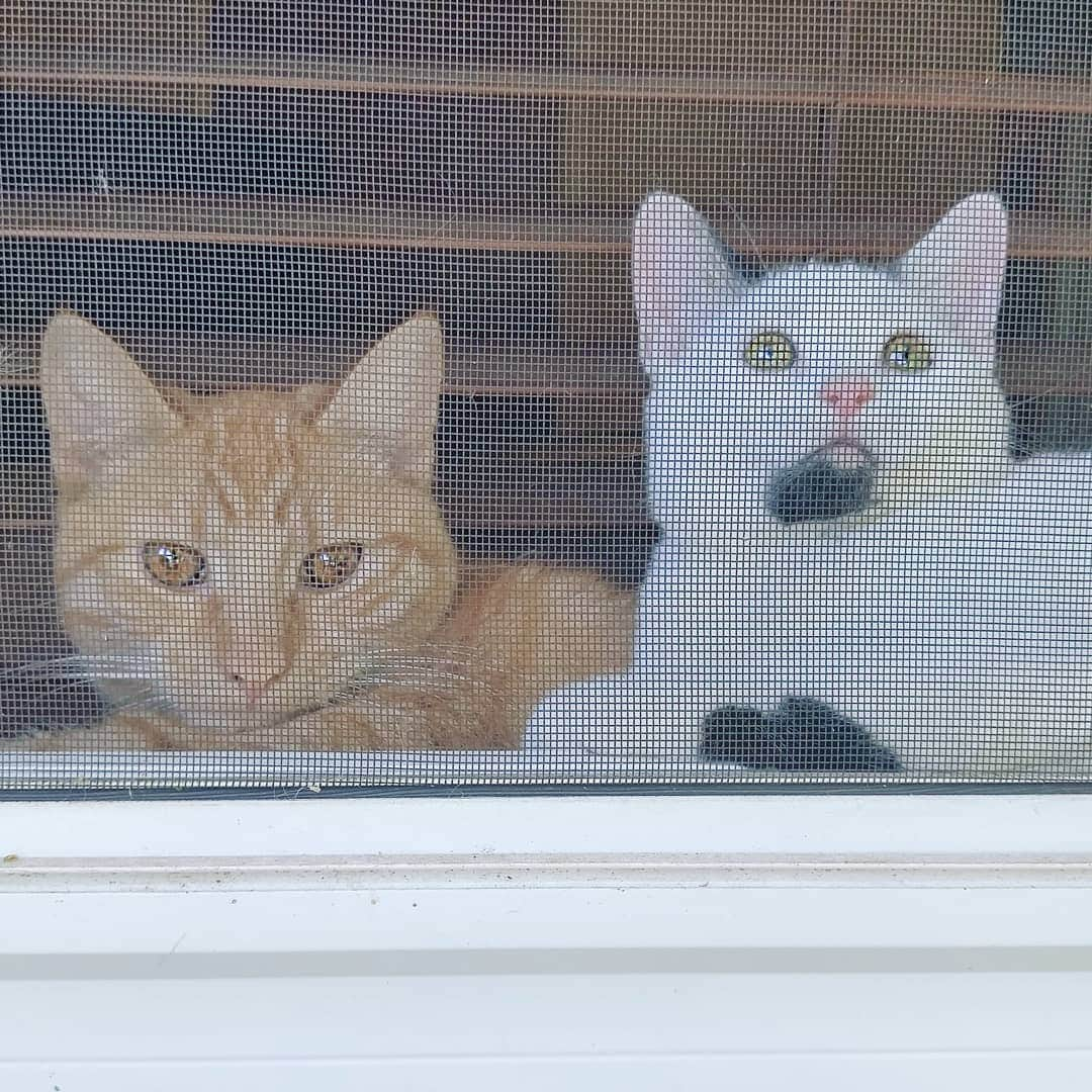 Garyさんのインスタグラム写真 - (GaryInstagram)「Somebody clean that #Gunk off the windowsill #throwbackthursday (from October 2015)」4月5日 0時00分 - omgdeedee