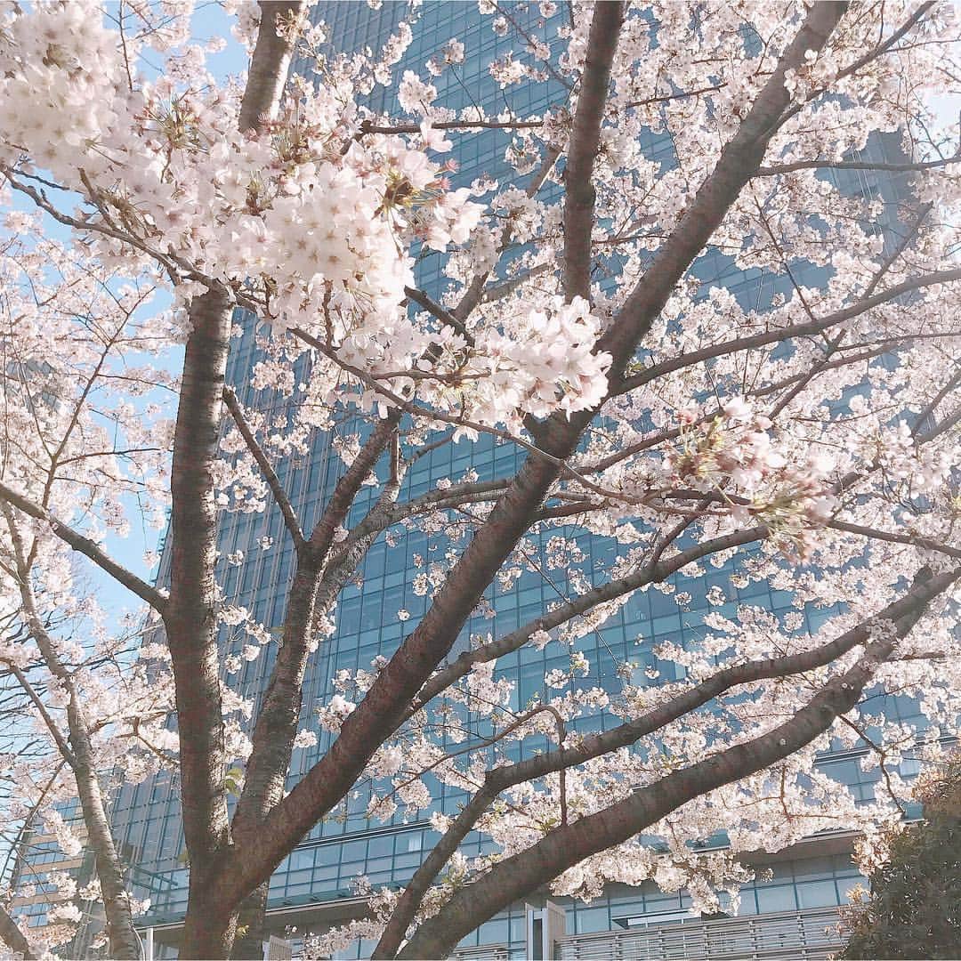 andGIRLさんのインスタグラム写真 - (andGIRLInstagram)「昨日の凍えるような寒さから一転、今日は春らしい暖かさでしたね✨編集部近くにある東京ミッドタウンの桜🌸が満開で思わずパシャリ📷﻿ ﻿ 早く春服でお出かけしたい〜♡﻿ ﻿ #東京ミッドタウン #桜 #お花見 #春 #春服 #andGIRL #アンドガール」4月4日 23時57分 - andgirl_jp
