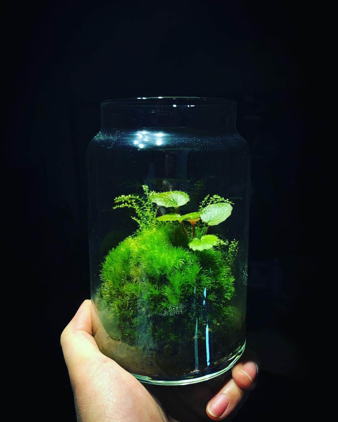 金成公信のインスタグラム：「いい感じ。#mossterrarium #苔テラリウム #苔 #moss #plants」