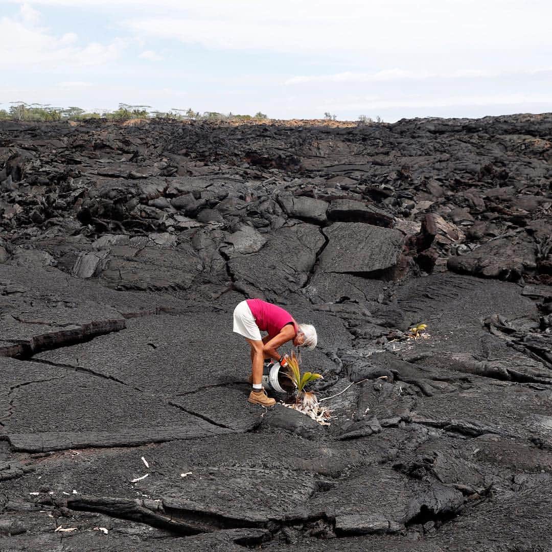 NBC Newsさんのインスタグラム写真 - (NBC NewsInstagram)「A woman who was forced to leave her home when the #Kilauea Volcano erupted last year, plants a coconut tree on her property in Kapoho, #Hawaii. . 📷 @terraysylvester / @reuters」4月5日 0時02分 - nbcnews