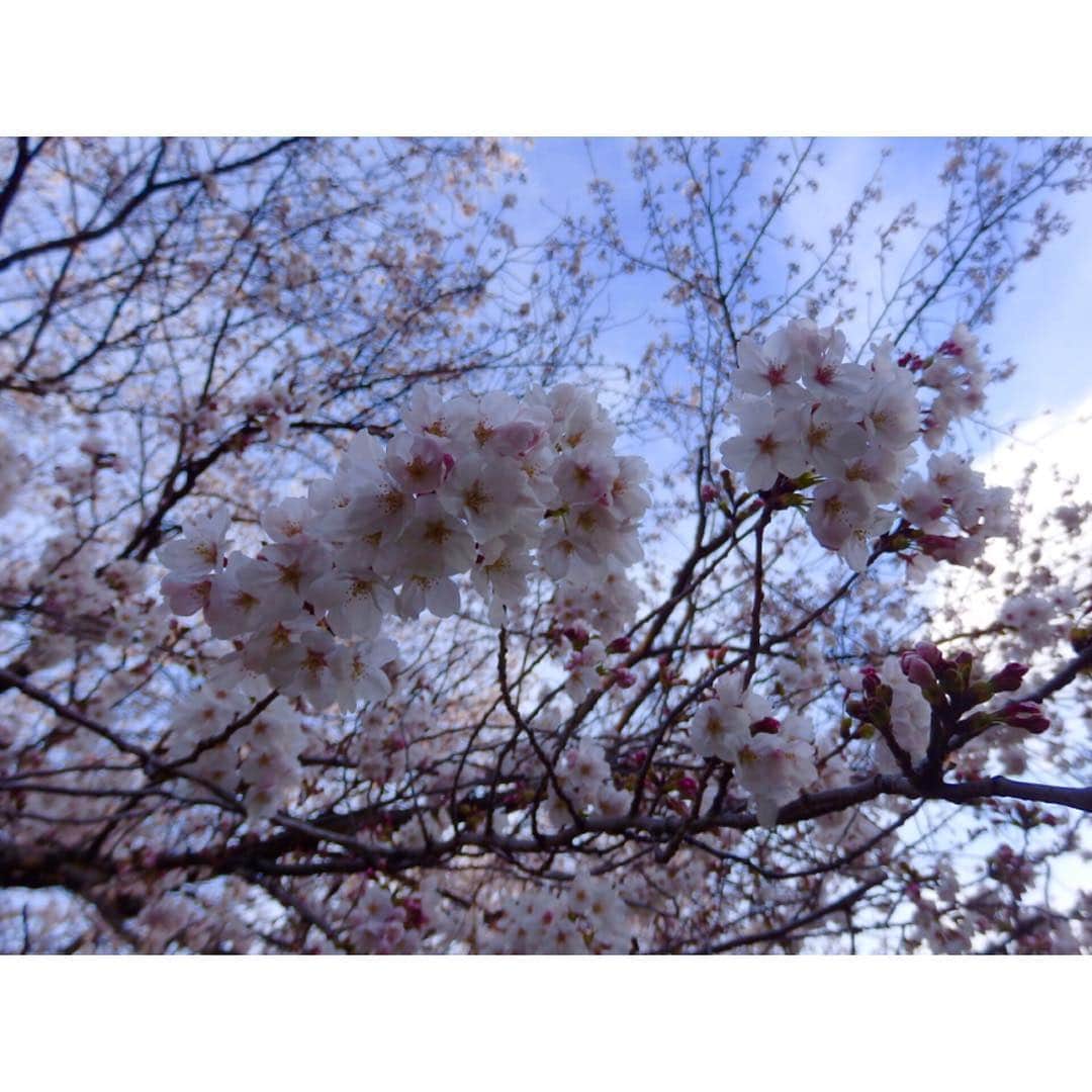 竹中友紀子さんのインスタグラム写真 - (竹中友紀子Instagram)「#桜 岐阜で バイバイ、また来年ね とお別れをして東京に戻ったら、 東京の桜も変わらず満開で待っていてくれた🌸」4月5日 0時03分 - yukikotakenaka_official