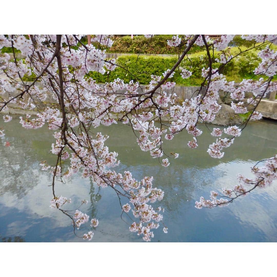 竹中友紀子のインスタグラム：「#桜 岐阜で バイバイ、また来年ね とお別れをして東京に戻ったら、 東京の桜も変わらず満開で待っていてくれた🌸」