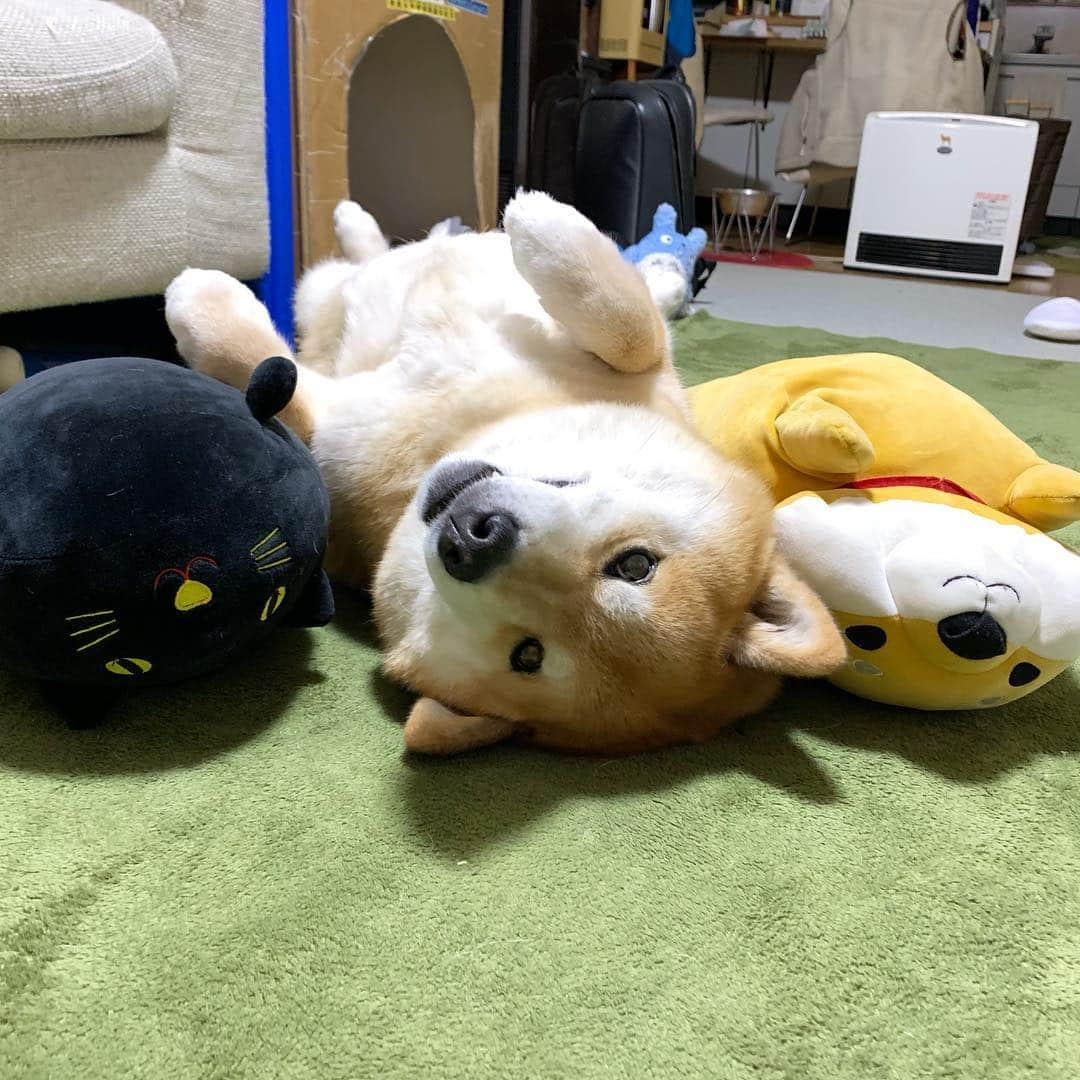 まる（まるたろう）さんのインスタグラム写真 - (まる（まるたろう）Instagram)「Good night!!✨🐶💤✨また明日ね〜  #ごろごろ #ぐうたら #ベッドまで連れてってね #頼むでホンマ」4月5日 0時10分 - marutaro