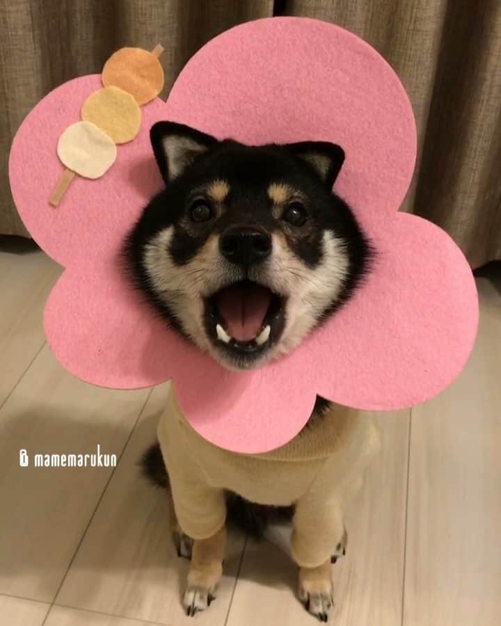 まめ丸のインスタグラム：「* 【 #はめ丸 シリーズ第9弾 お花見🌸】 みんなはお花見🌸したかな🐶❓ まだできてない人は、ぼくのお花みてねー🐶💓 #おへんじできるお花 * #2年前のぼくだよ🐶💓 #まだこどもっぽいよね * Spring has come🐶🌸 🌟#mamemaruscosplay No.9 flower🌸🌟 * #柴犬#豆柴#柴#黒柴#犬#ふわもこ部#shiba#shibainu#shibastagram#shibadog#puppy#instadog#dogstagram#dog#instashiba#petstagram#cutepetclub#강아지#멍스타그램#顔ハメ#doglover#ilovemydog#weeklyfluff#cherryblossom#リポストまめ丸」