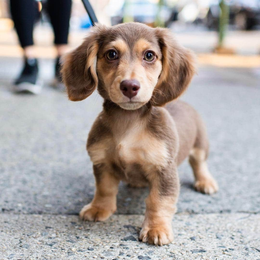 The Dogistさんのインスタグラム写真 - (The DogistInstagram)「Greta, Dachshund (3.5 m/o), Jane & Greenwich Ave., New York, NY • “She refuses to go to the bathroom outside. She waits to go inside.”」4月5日 0時18分 - thedogist