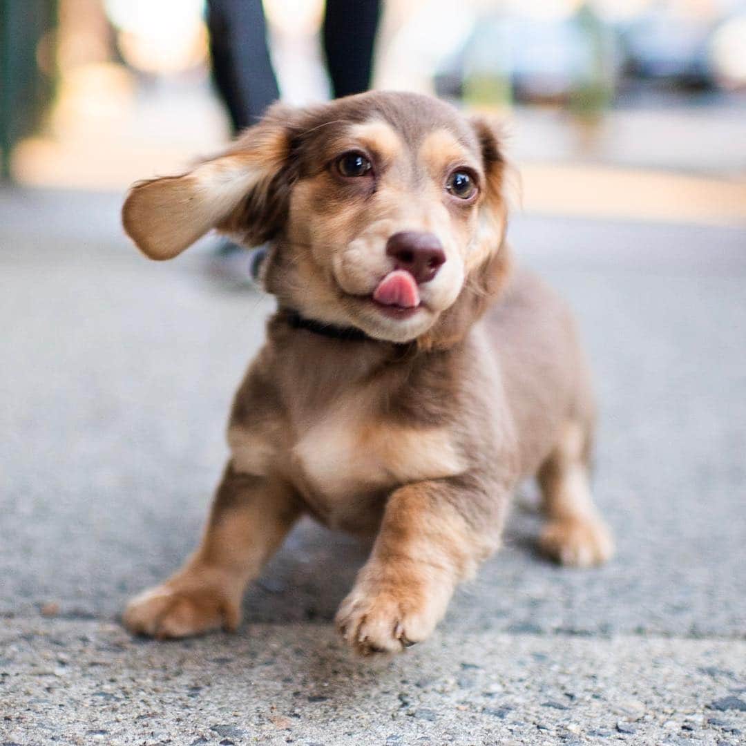 The Dogistさんのインスタグラム写真 - (The DogistInstagram)「Greta, Dachshund (3.5 m/o), Jane & Greenwich Ave., New York, NY • “She refuses to go to the bathroom outside. She waits to go inside.”」4月5日 0時18分 - thedogist