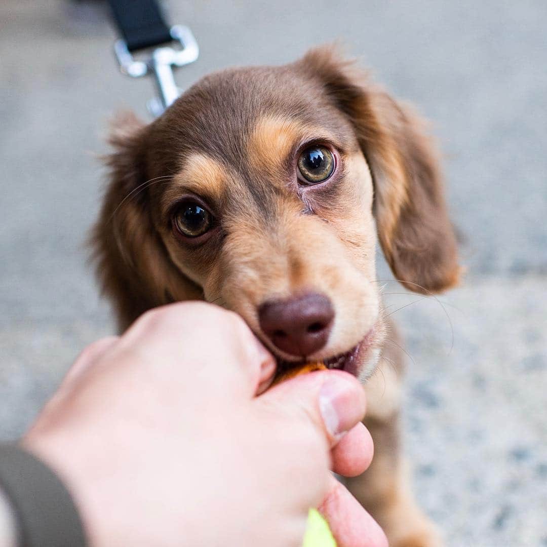 The Dogistさんのインスタグラム写真 - (The DogistInstagram)「Greta, Dachshund (3.5 m/o), Jane & Greenwich Ave., New York, NY • “She refuses to go to the bathroom outside. She waits to go inside.”」4月5日 0時18分 - thedogist