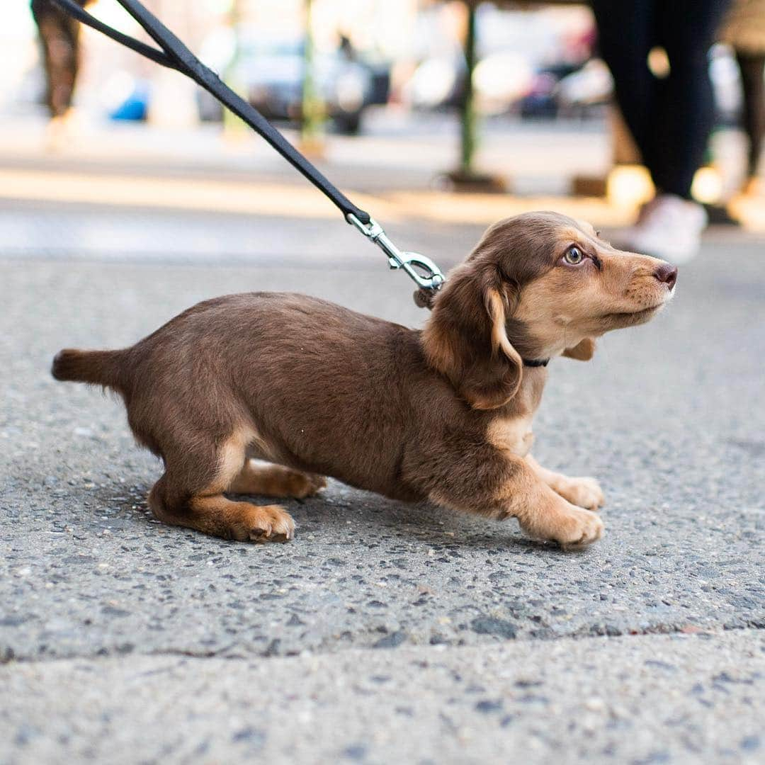 The Dogistさんのインスタグラム写真 - (The DogistInstagram)「Greta, Dachshund (3.5 m/o), Jane & Greenwich Ave., New York, NY • “She refuses to go to the bathroom outside. She waits to go inside.”」4月5日 0時18分 - thedogist