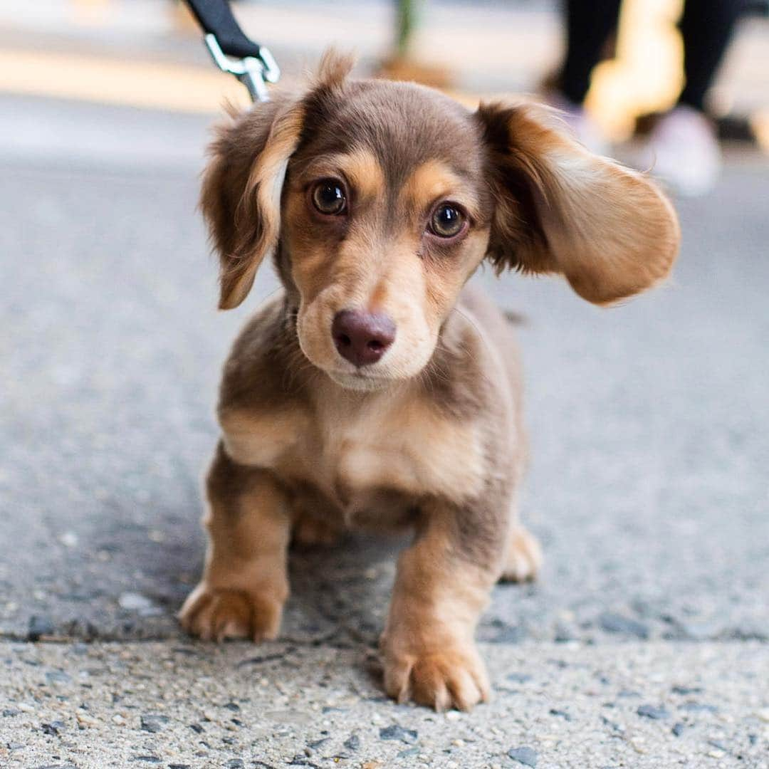 The Dogistさんのインスタグラム写真 - (The DogistInstagram)「Greta, Dachshund (3.5 m/o), Jane & Greenwich Ave., New York, NY • “She refuses to go to the bathroom outside. She waits to go inside.”」4月5日 0時18分 - thedogist