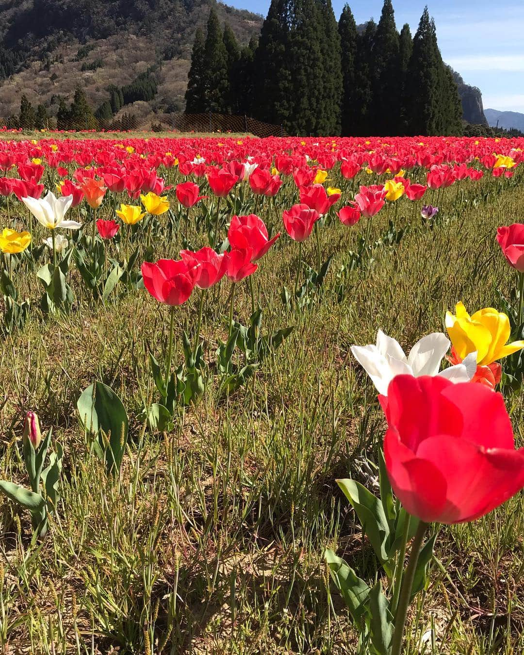 酒井瞳さんのインスタグラム写真 - (酒井瞳Instagram)「撮った後に「お母さんも撮ってあげるー」って言うと、絶対ポーズ真似する。そして無茶振りしても何でも答えてくれる。さすが #元アイドル 。笑 #アイドリング !!! １４号と３８号 嘘のような本当の話。 #母と娘 #お母さん #可愛い 笑  #宮崎 #桜吹雪 #風を呼ぶ母」4月5日 0時20分 - s.sakaihitomi