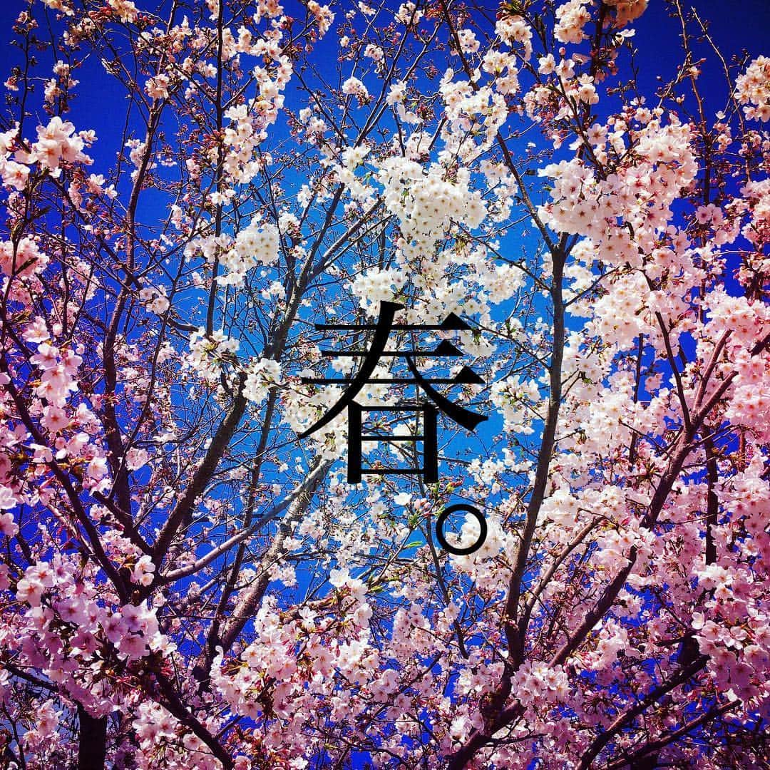 珠洲春希さんのインスタグラム写真 - (珠洲春希Instagram)「用事の帰りの桜🌸 綺麗です😄 長年見続けてきた芦屋川と夙川の🌸が見たいなぁと思いを馳せます。  #桜 #春 #花見 #満開」4月5日 0時25分 - harukisuzu54