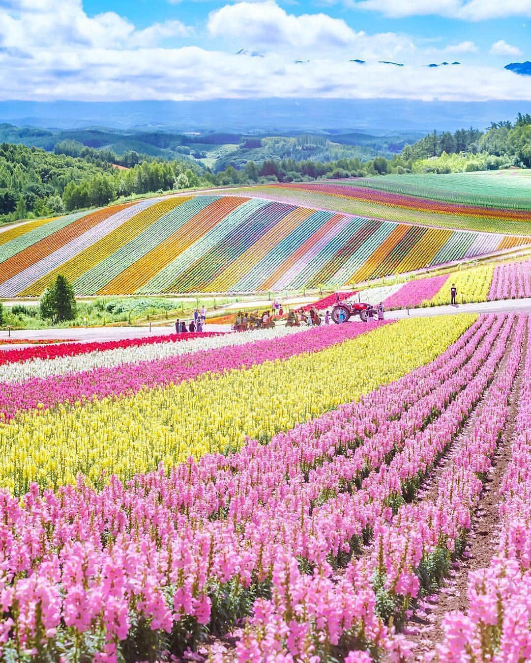 Earth Picsさんのインスタグラム写真 - (Earth PicsInstagram)「Flower harvest 🌸 Photo by @mika05011972」4月5日 0時30分 - earthpix