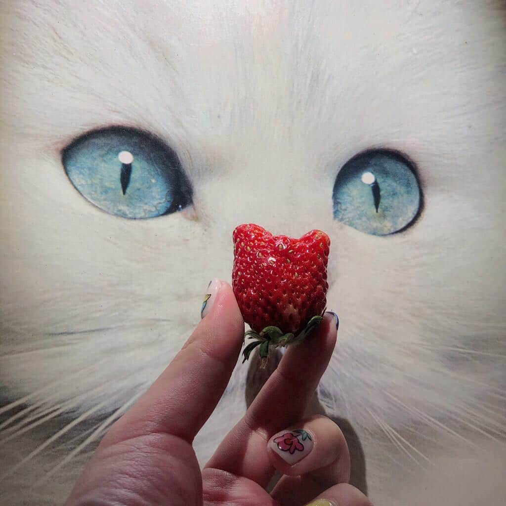 相羽瑠奈さんのインスタグラム写真 - (相羽瑠奈Instagram)「🐱猫いちご🍓」4月5日 0時39分 - rone.runa