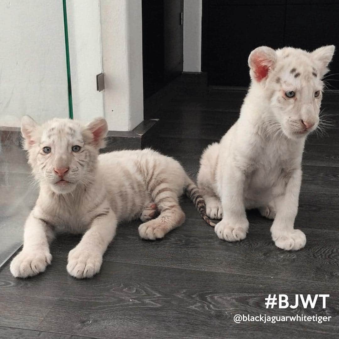 Black Jaguar-White Tiger さんのインスタグラム写真 - (Black Jaguar-White Tiger Instagram)「#TBT to these pretty Angels and when they were still so little. A major misconception with our Foundation is that the young kids are bred here at the Sanctuary. In reality, this is far from the truth and we do not breed any of our animals (Except Mexican Felines and Mexican Birds in order to release them at a later stage). Most of our rescues tend to be young cubs or pregnant females, resulting in new births at the sanctuary.  Currently, our kids are given to us by people that buy them legally as pets, or by the Mexican government after they’ve confiscated Animals. There are still far too many legal breeding facilities that exist in Mexico. This is why we work with the government directly to reform, rehabilitate and preserve these incredible Angels. 🐾 Help us support these young babies and pregnant mothers.  #SupportBJWT  #BJWTFoundation  #Mexico #TibetsPrideBJWT」4月5日 0時45分 - blackjaguarwhitetiger