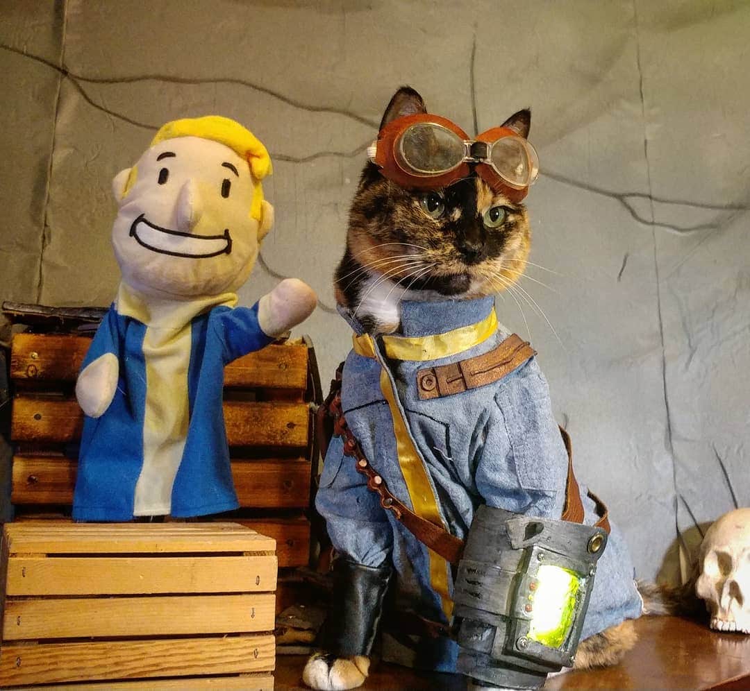 猫コスプレのインスタグラム