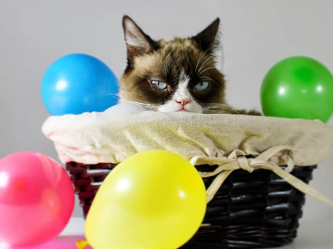 Grumpy Catさんのインスタグラム写真 - (Grumpy CatInstagram)「#HappyBirthdayGrumpyCat」4月5日 0時56分 - realgrumpycat