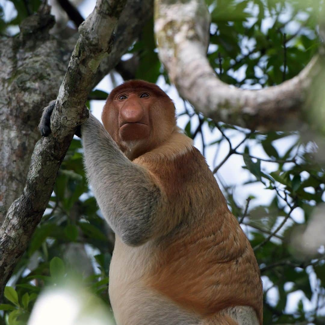 アニマルプラネットさんのインスタグラム写真 - (アニマルプラネットInstagram)「Here's a fun fact for ya: proboscis monkeys are GREAT swimmers! They're such strong swimmers they can even outpace crocs. Now that's evolution at its finest. . . . . . . . #animalsofinstagram #animalplanet #animaloftheday #wild #wildlife #outdoors #animals #wildanimals #conservation #nature #animallovers #instanature #wildgeography #monkey #proboscismonkey #croc #crocodile #swim #swimmer」4月5日 1時00分 - animalplanet