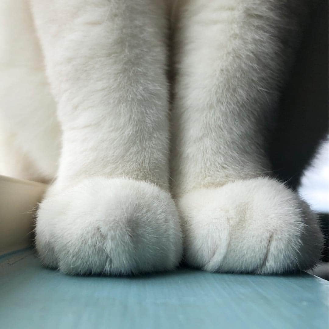 ミスター・ホワイトさんのインスタグラム写真 - (ミスター・ホワイトInstagram)「My fluffy paws 🐾」4月5日 1時18分 - white_coffee_cat