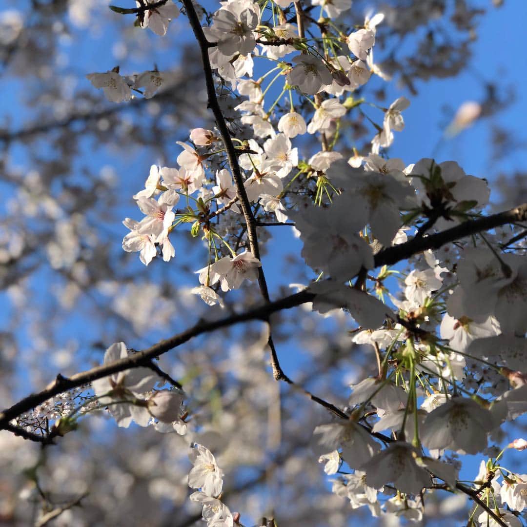 Rioさんのインスタグラム写真 - (RioInstagram)「✨🌸近日発表あり🌸✨ We hope you'll be looking forward to my announcement!  昼間の桜は満開で、、✨ 日向は暖かくって、、✨ 寒い冬を頑張って乗り越えて 良かったなって思える美しさ🌸✨ 今年もたくさん目に焼き付けました✨🌸 桜さん、また、来年も よろしくお願いします✨🌸 Let's meet again next year.🌸🌸🌸 #sakura#ohanami#nakameguro#nakameguroriver#japan#jp_portrait#april#girl#happy day#happy#love#桜#東京#桜#お花見#散歩#🌸#近日発表あり！！！ #お楽しみに❤️#Rio#mix#We hope you'll be looking forward to my announcement!」4月5日 1時11分 - rio_lv_vly