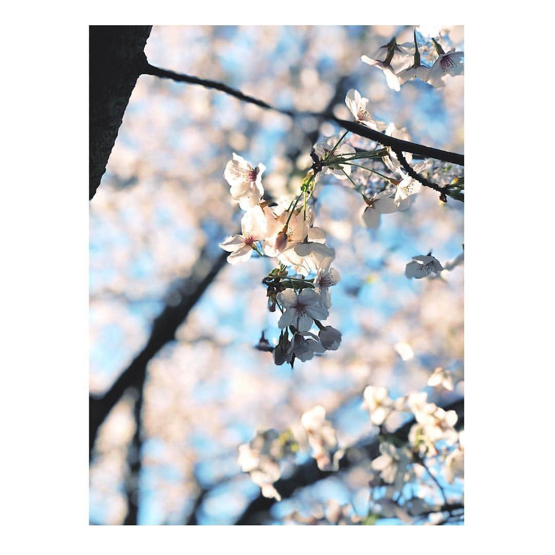 Rioさんのインスタグラム写真 - (RioInstagram)「✨🌸近日発表あり🌸✨ We hope you'll be looking forward to my announcement!  昼間の桜は満開で、、✨ 日向は暖かくって、、✨ 寒い冬を頑張って乗り越えて 良かったなって思える美しさ🌸✨ 今年もたくさん目に焼き付けました✨🌸 桜さん、また、来年も よろしくお願いします✨🌸 Let's meet again next year.🌸🌸🌸 #sakura#ohanami#nakameguro#nakameguroriver#japan#jp_portrait#april#girl#happy day#happy#love#桜#東京#桜#お花見#散歩#🌸#近日発表あり！！！ #お楽しみに❤️#Rio#mix#We hope you'll be looking forward to my announcement!」4月5日 1時11分 - rio_lv_vly