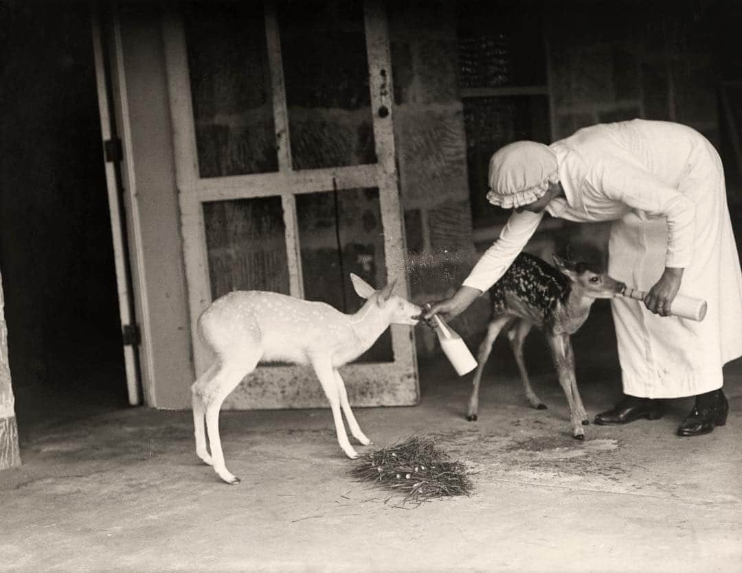 National Geographic Creativeさんのインスタグラム写真 - (National Geographic CreativeInstagram)「Photo by George Shiras | A woman hand feeds a white fawn and a red fawn bottles of milk. This image was originally published in the August 1921 magazine. #ThrowBackThursday #BlackAndWhite #Vintage」4月5日 1時39分 - natgeointhefield