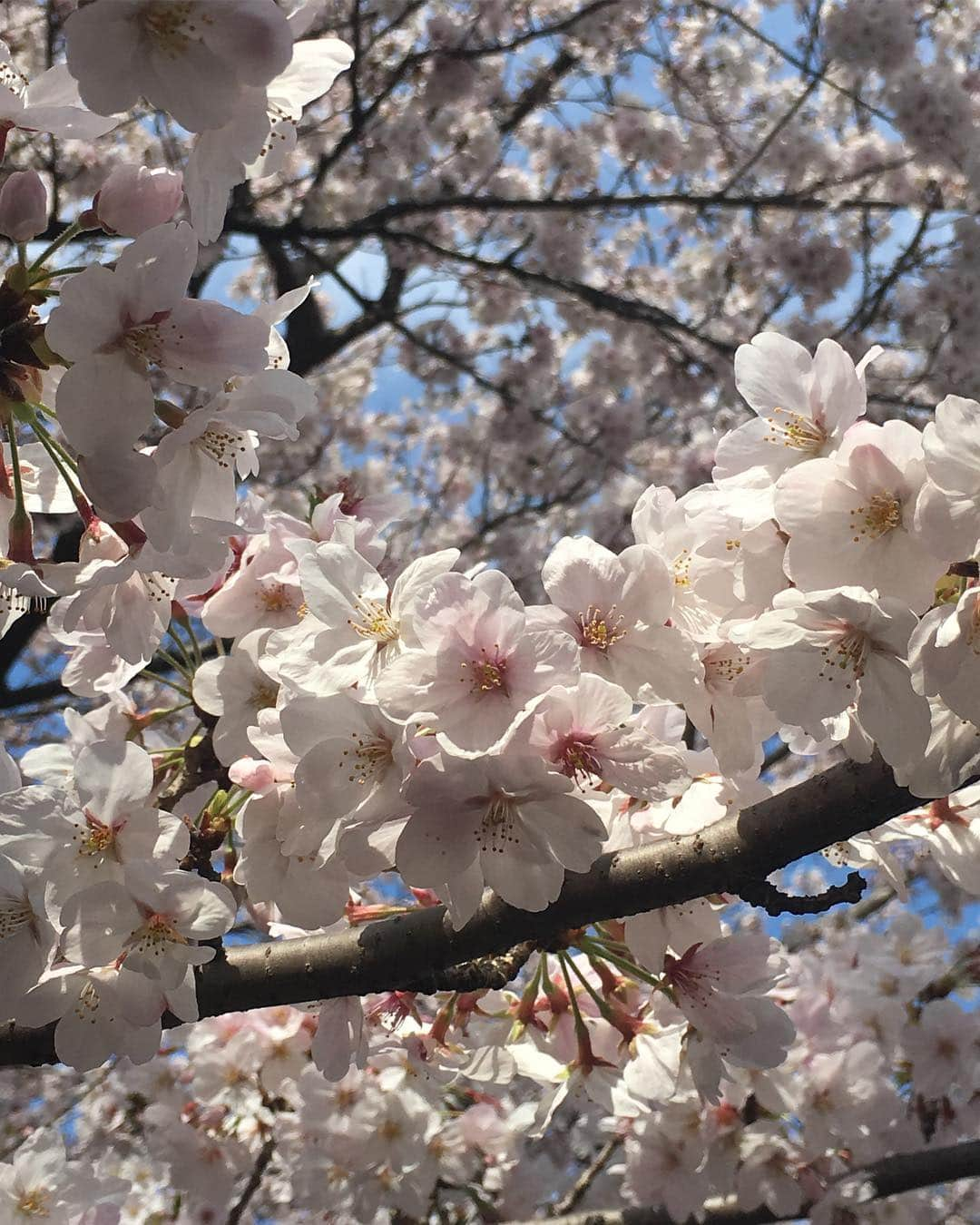 瀧本美織さんのインスタグラム写真 - (瀧本美織Instagram)「可愛い🐶💕 #満開🌸」4月5日 12時40分 - mioritakimoto_official