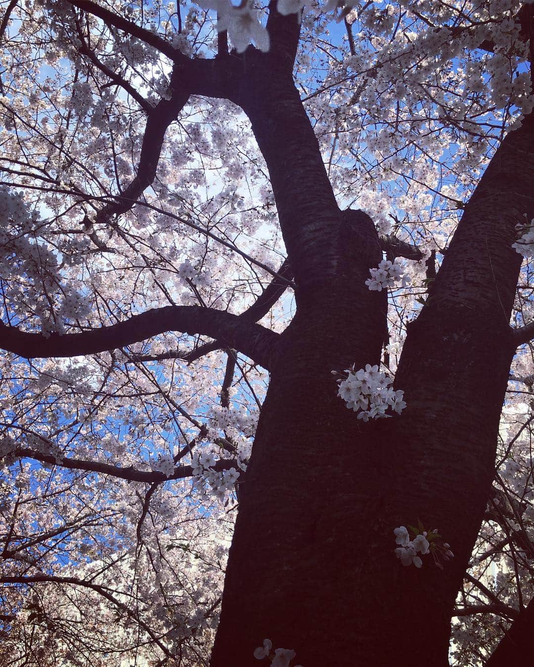 瀧本美織のインスタグラム：「可愛い🐶💕 #満開🌸」