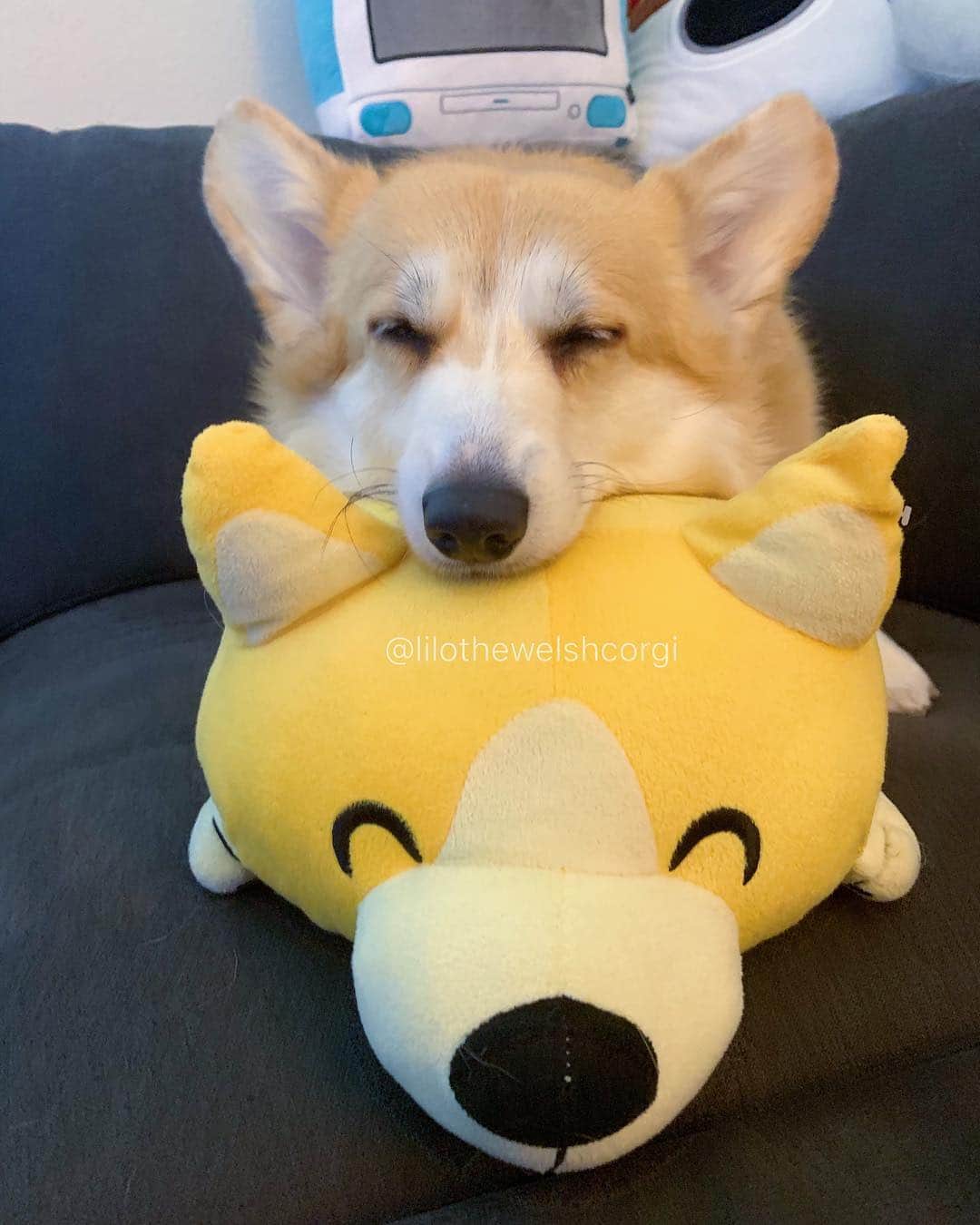 Liloさんのインスタグラム写真 - (LiloInstagram)「This is my friend and we take naps together woof... we are twins woof! #US #butnotscary」4月5日 11時06分 - lilothewelshcorgi