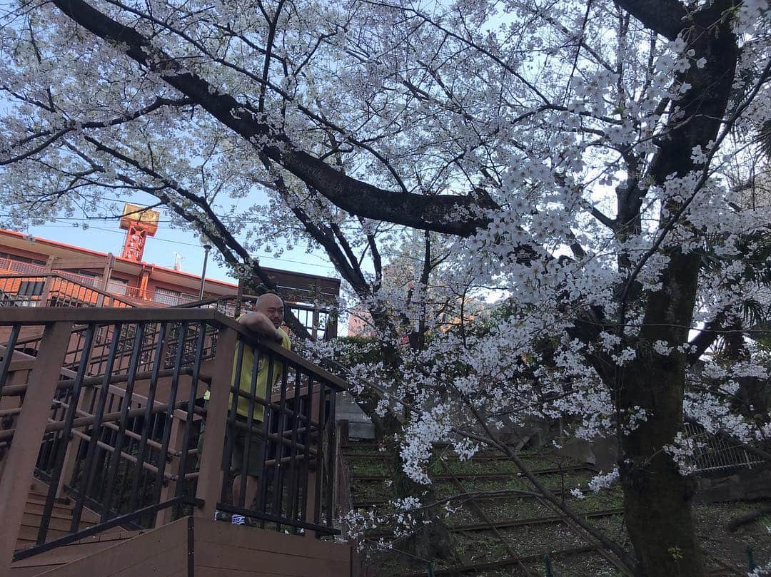 クロちゃんさんのインスタグラム写真 - (クロちゃんInstagram)「天気が良いし桜も満開だしん！ お花見日和〜♪ ひゃっほーーー！」4月5日 11時16分 - kurochandesuwawa