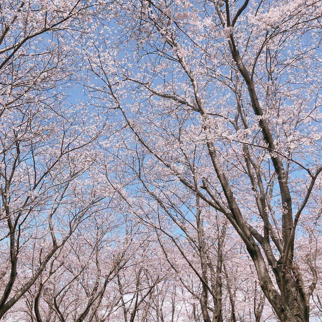 小畑由香里さんのインスタグラム写真 - (小畑由香里Instagram)「仲良しメンバーでお花見🌸」4月5日 11時20分 - obata_yukari_official