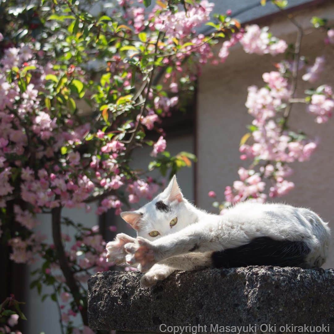 Masayukiさんのインスタグラム写真 - (MasayukiInstagram)「肉球も🌸  #cat #ねこ #全国一斉肉球検査」4月5日 11時29分 - okirakuoki