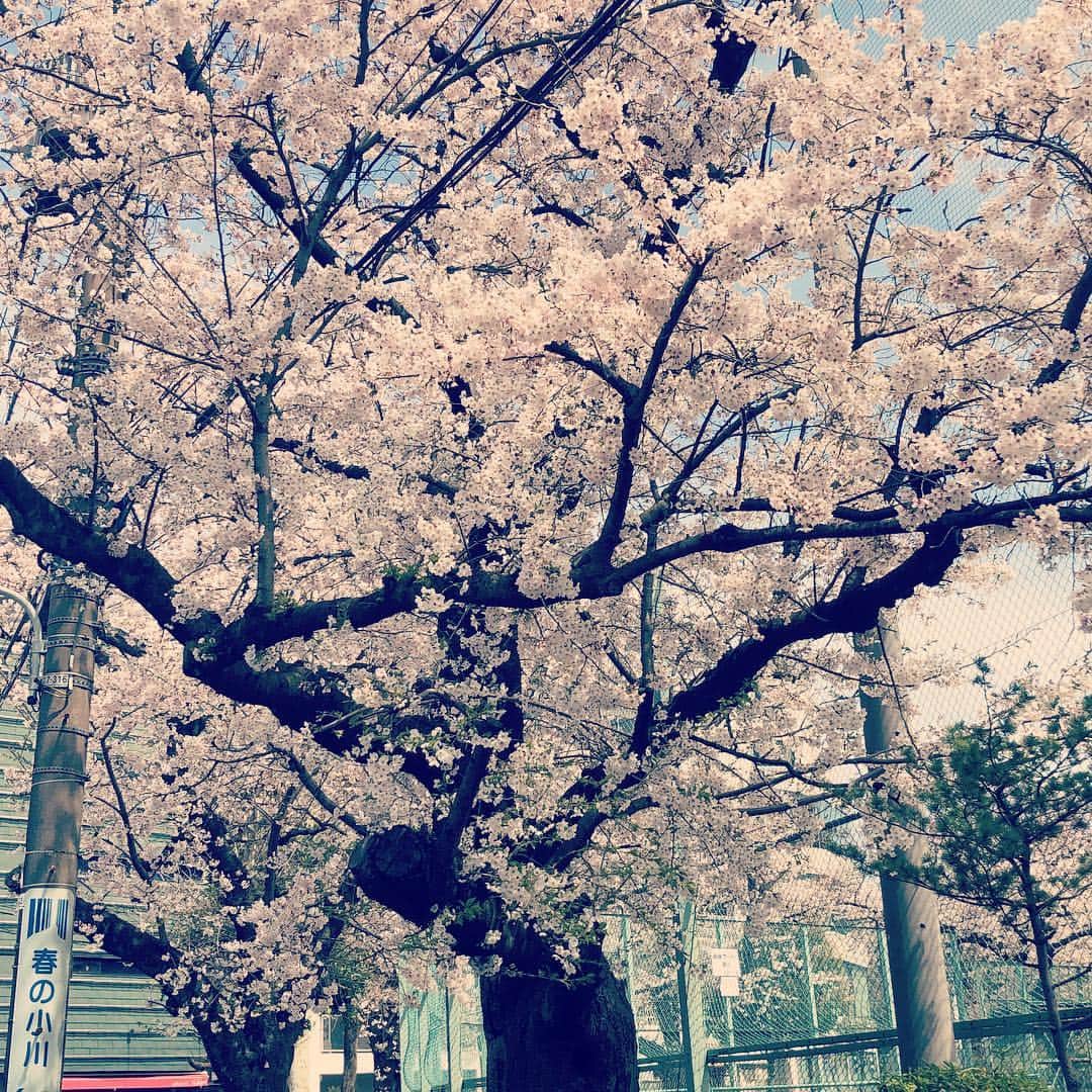 若旦那さんのインスタグラム写真 - (若旦那Instagram)「桜が咲く頃に生まれた僕ら 遡ること時は平成を超え昭和。51年4月6日に私、新羅慎二は生まれました。 遡ること、27年4月10日にさだまさしさんは長崎で生まれています。 桜の咲く頃にいろいろな人生の節目に出会ってきました。 出会い、別れ、決心、挫折。 そんな繰り返しの中で導かれるように音楽と出会い、それを生業にしました。 さださんがよくコンサートで言ってるように「人にはそれぞれ小さな小さな人生があって、その一つ一つに賛美を送りたい」 僕はさださんの歌で人生が変わりました。 どうしようもない不良がなんとか更生して、人前に立つ事が出来た。 そんな風にうまく生きれてない奴の為に歌を作り、精一杯肯定してあげたい。 僕がこうして歌っているのは、そんな音楽にいや、さださんにあの時の恩返しがしたくてこうやって毎日がんばれてます。 僕の精神は今でも朽ちることなくここにあります。 明日、思いっきり歌いたいと思います。」4月5日 11時23分 - waka__danna