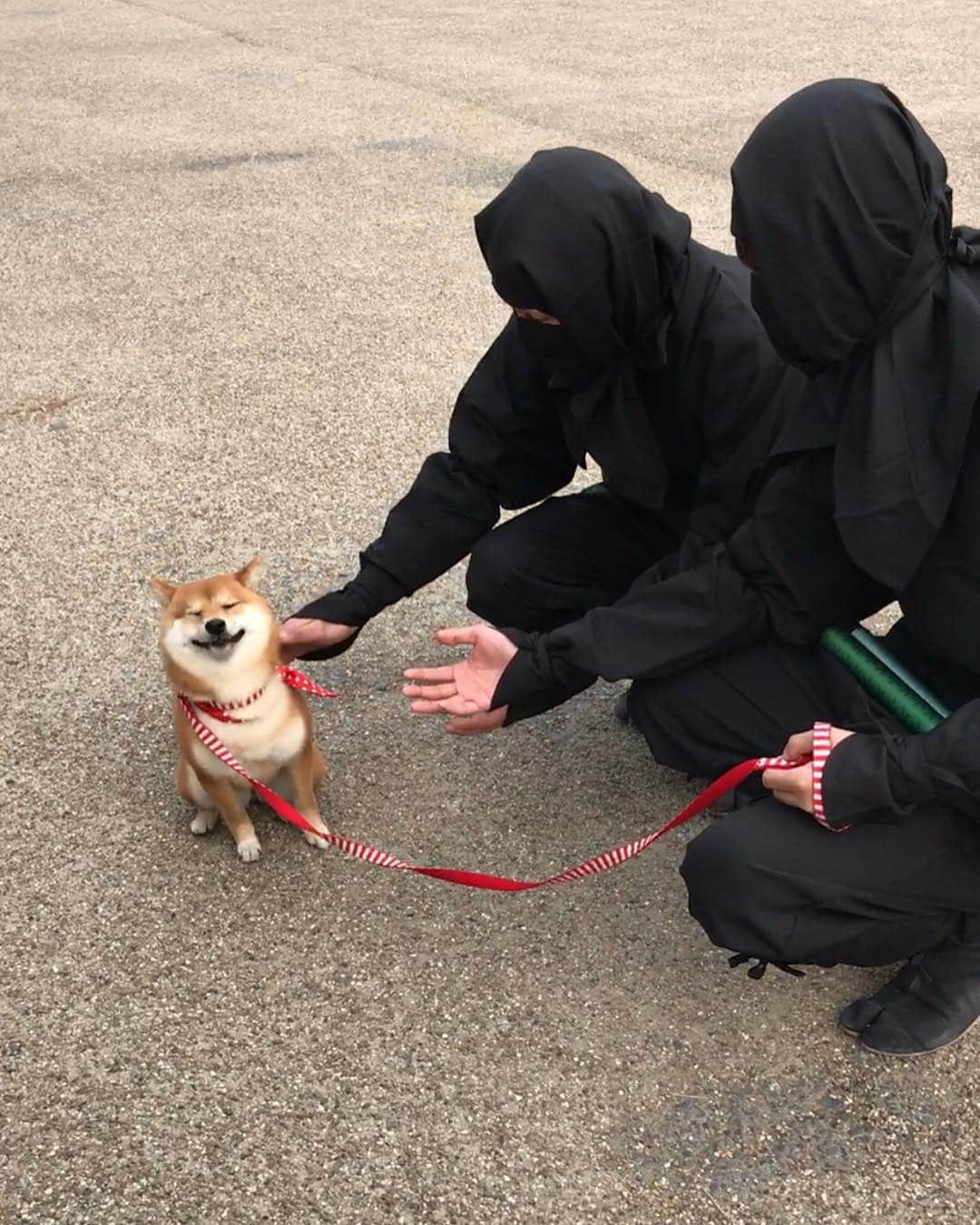 豆柴 サニーちゃんのインスタグラム