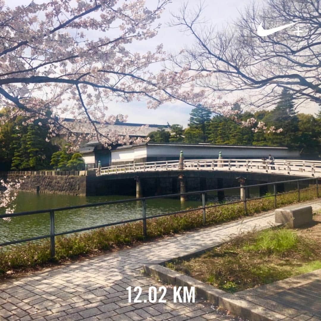 のインスタグラム：「アース感じた。 足の裏の水ぶくれも感じた。 体のどこかが違うのだろうな。  #春#皇居#桜#シーズン#花見#ランニング#ジョギング#生命力#12K#nikerun#nrc#tokyo#view」