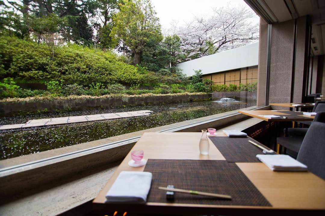 東京プリンスホテルさんのインスタグラム写真 - (東京プリンスホテルInstagram)「和食 清水の池に、桜がひらりと舞い降ります。⁣ At SHIMIZU Japanese Restaurant, cherry blossoms are gracefully fluttering to the pond.⁣ ⁣ Share your own images with us by tagging @tokyoprincehotel⁣ —————————————————————⁣ #tokyotower #tokyoprincehotel #princehotels #tokyo #japan #beautifulhotels #tokyohotel #東京 #东京 #도쿄 #tokio #tokyoprince #tokyorestaurant」4月5日 11時28分 - tokyoprincehotel