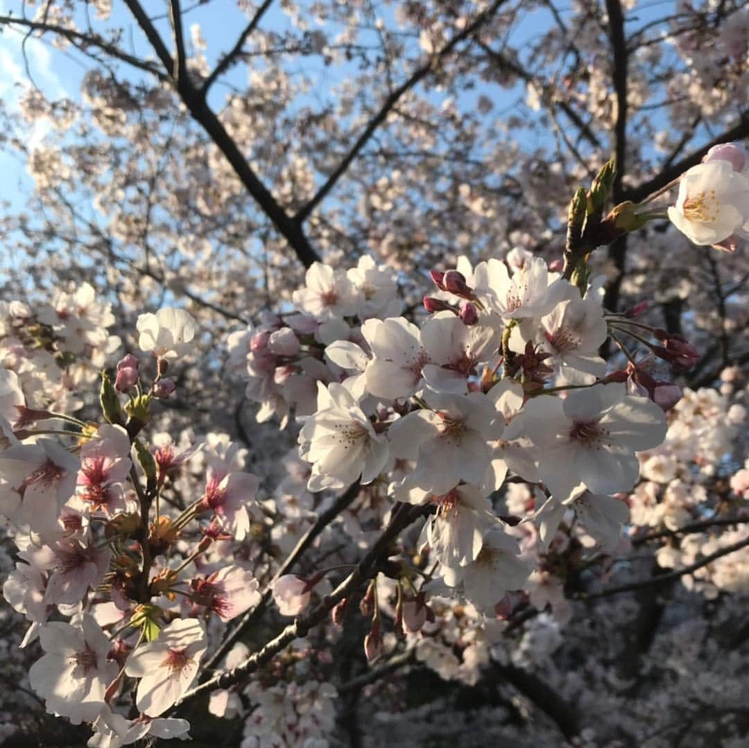 新垣泉子さんのインスタグラム写真 - (新垣泉子Instagram)「新元号『令和』発表の日！  元々違う場所を取材する予定でしたが、『福岡県の大宰府に縁がある』ということが分かり、急遽変更！  フィールドキャスター、初日から予定外のことばかりです！！！ 大宰府政庁跡の奥の方？と言うと分かりやすいかな？ 『坂本八幡宮』という小さな神社。 このあたりに、今回話題となっている大伴旅人が梅花の宴を開いた邸宅があったかも？と言われています。  知らなかったー！！！ 太宰府天満宮へ行くことはあっても、このあたりに来ることはなかなか無かったので、万葉集やこの辺りの歴史のことに触れられて、私自身とても勉強になりました☆  報道記者のはなむーこと花村さんと一緒に、フィールドキャスター初仕事！はなむーはとても頼りになり、 坂本八幡宮の宮司さんは、『万葉集様様、大伴旅人様様』とおっしゃっていましたが、私はこの日、はなむー様様でした！(^-^)☆ 今までしばらくずっとスタジオにいたので、スタジオを飛び出して、こうして外に出て取材をすることは、大変ではありますが、とても楽しいです(^-^)☆ 福岡の今、また皆さんの好奇心を掻き立てるような情報をお伝えできるように、これからも頑張っていきますので、うまくいかない時もあるかもしれませんが、どうぞよろしくお願い致します(^-^)☆ #ももち浜ストア特報ライブ  #フィールドキャスター #新元号 #令和 #発表の日 #坂本八幡宮 #大宰府政庁跡 #桜が綺麗でしたよ #花村記者 #はなむー #ありがとう #毎日予定は未定 #それが #フィールドキャスター #頑張るぞ」4月5日 11時39分 - motoko.arakaki