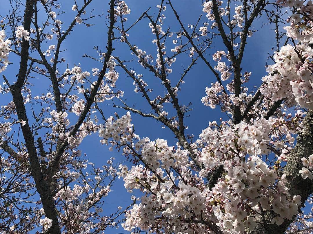 RIKACOさんのインスタグラム写真 - (RIKACOInstagram)「静岡の桜もとっても綺麗🌸💘なんだろうなやけに落ち着く感じ😌ストレスフリー🦋 #静岡  #桜 #rikaco_fashion」4月5日 11時34分 - rikaco_official