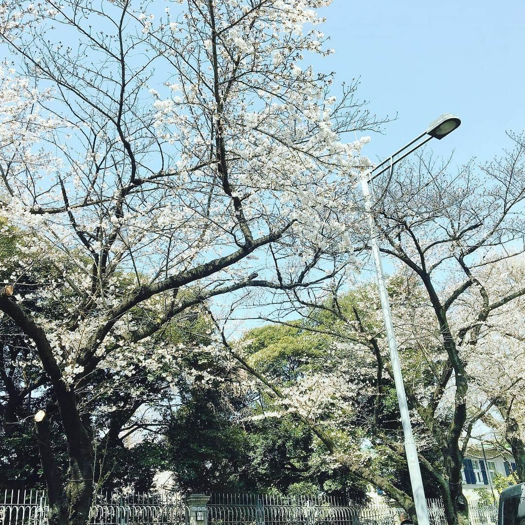 榎本麗美さんのインスタグラム写真 - (榎本麗美Instagram)「‪★ お花見しましたか✨？ 私は数年前までお花見に興味が無かったのですが、 ソメイヨシノがクローンで、同じ遺伝子を持っているから同時期に一斉に咲くと知った頃から、桜に興味を抱くようになりましたよ🌸 この子達は長い歴史の中で受け継がれたクローンなんだなあ... と思うと、なんとも切ない気持ちになれる上に、 遺伝子って凄いなあと感じられるので、お花見って良いですね✨ #ちなみに4月から日テレNEWS24の担当時間が変わりました #木曜日theSOCIAL #金曜日お泊り勤務 #日曜日お昼からです #写真は通りすがりの桜 #通りすがってしか見ていないけれど #一応お花見ポイント1 ‪#クローン‬」4月5日 11時35分 - enomotoremi