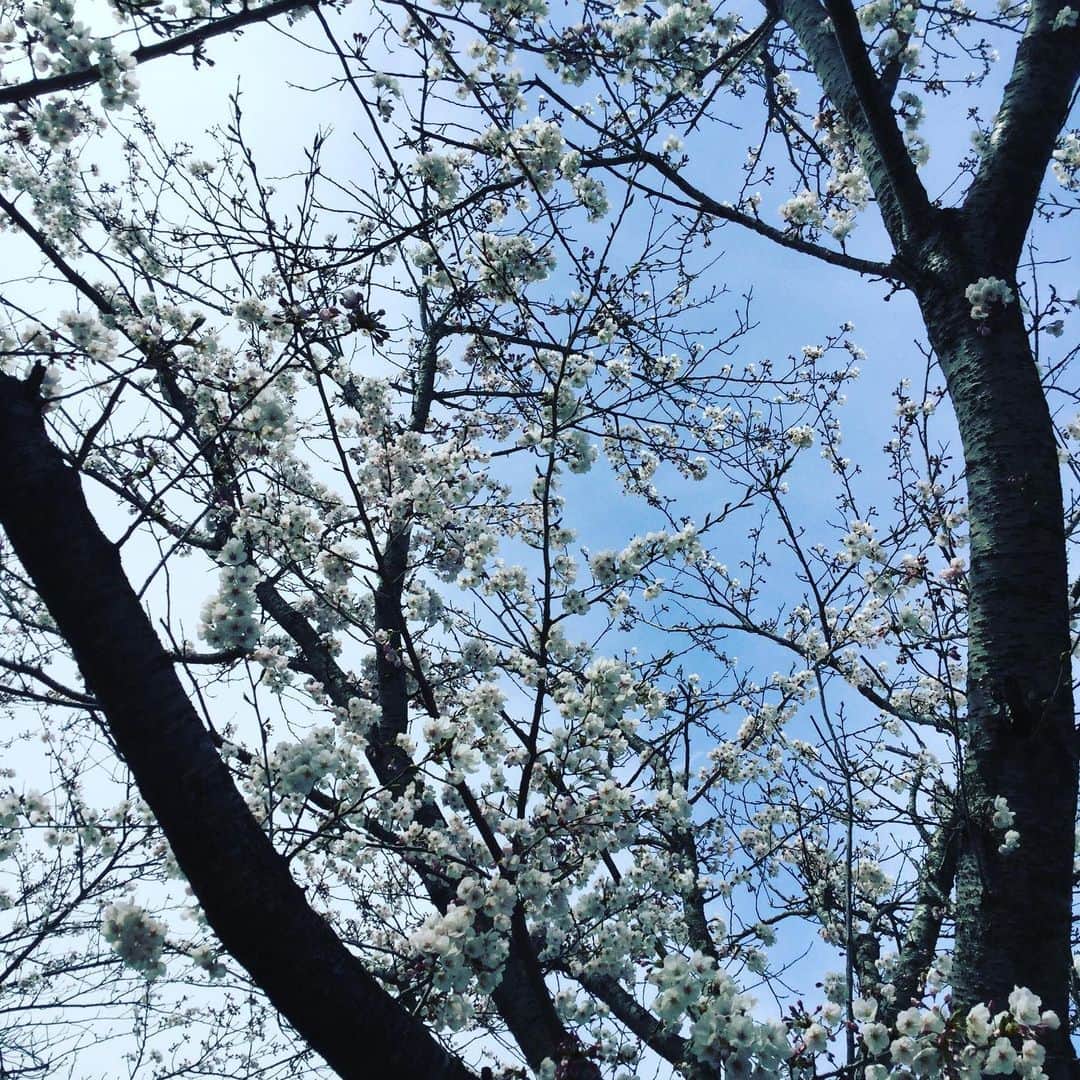 道の駅やちよさんのインスタグラム写真 - (道の駅やちよInstagram)「暖か日和です。ソメイヨシノがまだまだ五分咲き、少し風が強いので心配 #そめいよしの #さくら #ようこう #お花見 #道の駅やちよ」4月5日 11時36分 - michinoeki_yachiyo090720