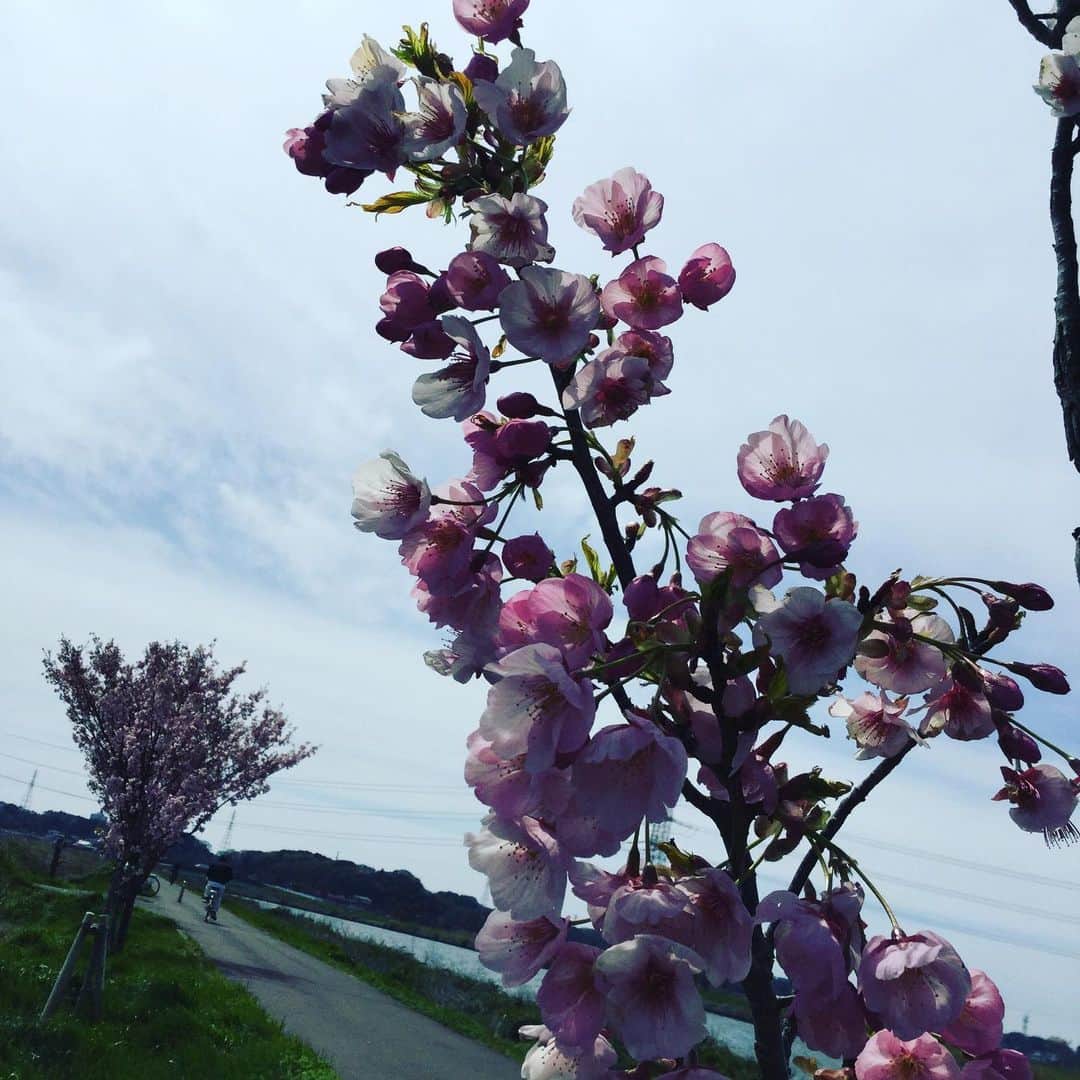 道の駅やちよさんのインスタグラム写真 - (道の駅やちよInstagram)「暖か日和です。ソメイヨシノがまだまだ五分咲き、少し風が強いので心配 #そめいよしの #さくら #ようこう #お花見 #道の駅やちよ」4月5日 11時36分 - michinoeki_yachiyo090720