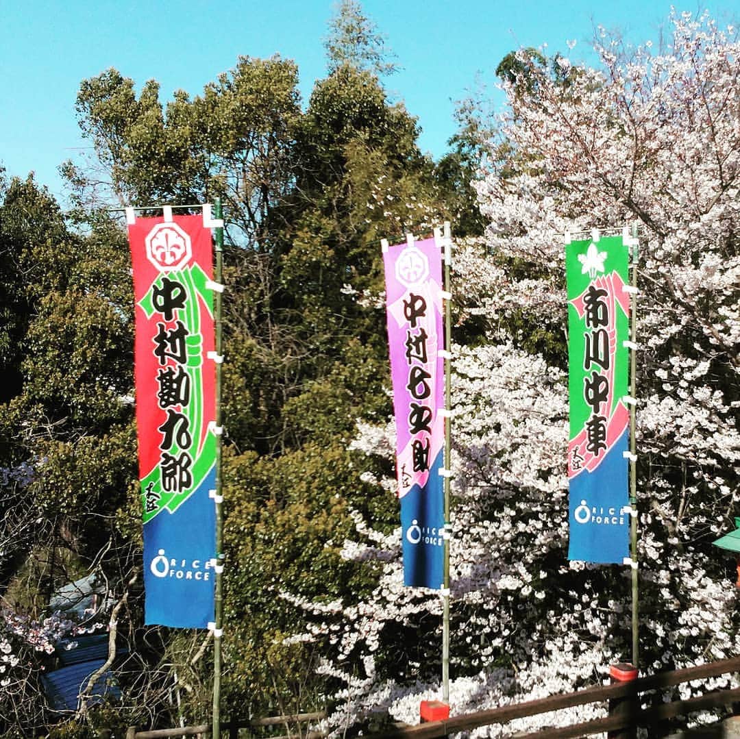 市川笑野さんのインスタグラム写真 - (市川笑野Instagram)「金丸座前、風にたなびく役者の幟。 今日は金刀比羅宮にて成功祈願祭！ そしてお練りがありますよ！ #中村勘九郎 #中村七之助 #市川中車 #香川照之 #こんぴら歌舞伎2019 #金刀比羅宮 #kabuki #japan」4月5日 11時40分 - emino.i
