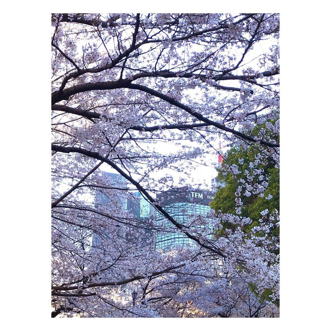 浜崎美保さんのインスタグラム写真 - (浜崎美保Instagram)「🌸🌸🌸 ・ ・ ・ 桜越しのTOKYO FM🌸 ・ ・ ・ #🌸 #桜 #さくら #SAKURA #radio #tokyofm #tokyo #radiko」4月5日 11時41分 - mihohamasaki_japan